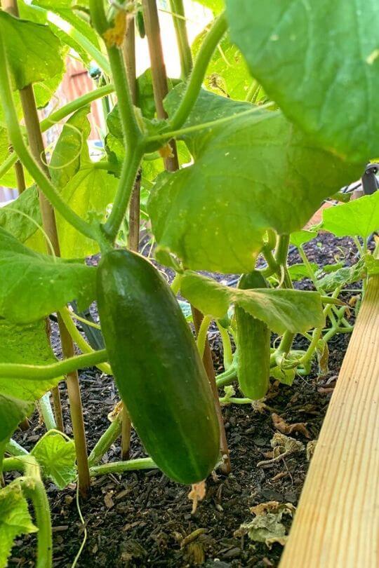 growing Cucumbers pot (1)