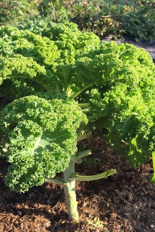 growing Kale pot