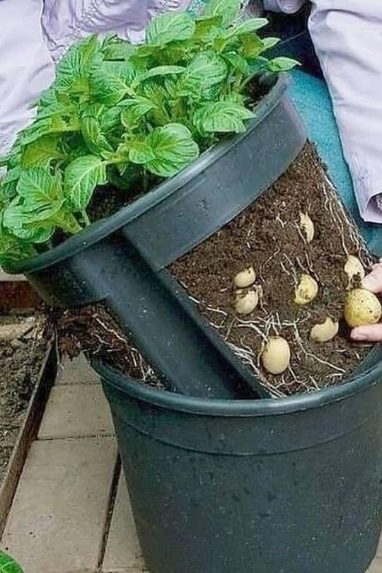 growing Potatoes in pot
