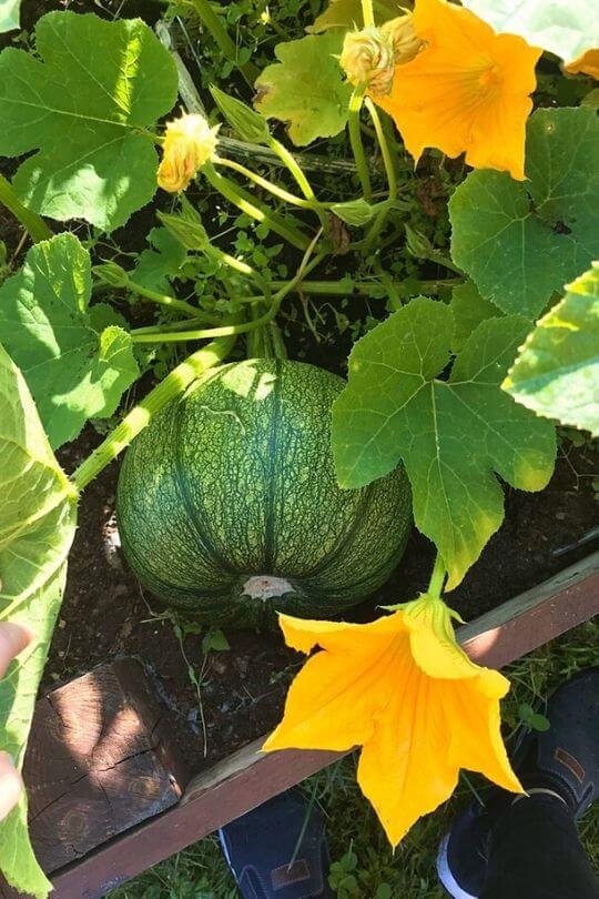 growing Pumpkin spot
