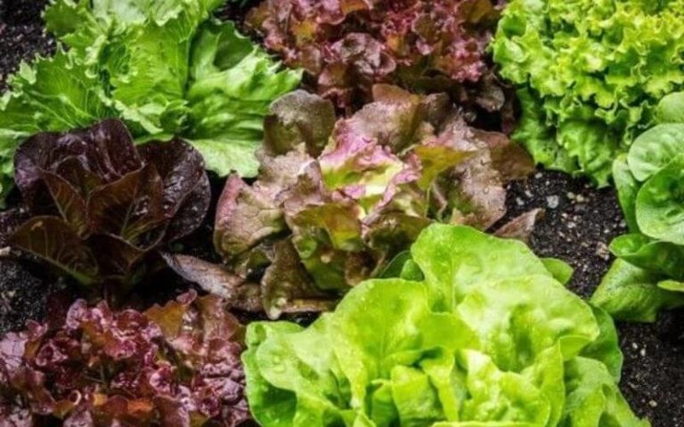 19 Different Types of Lettuce Varieties For Your Garden