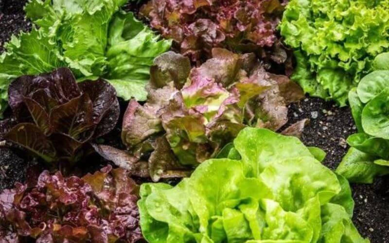19 Lettuce Varieties For Your Salad Garden This Year