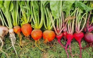 20 Showstopping Beet Varieties for Your Garden