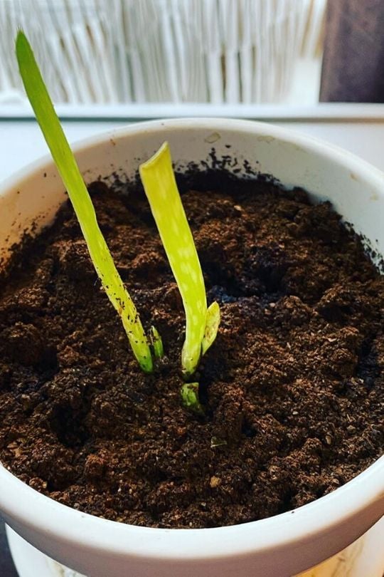 Aloe Vera to grow from seed