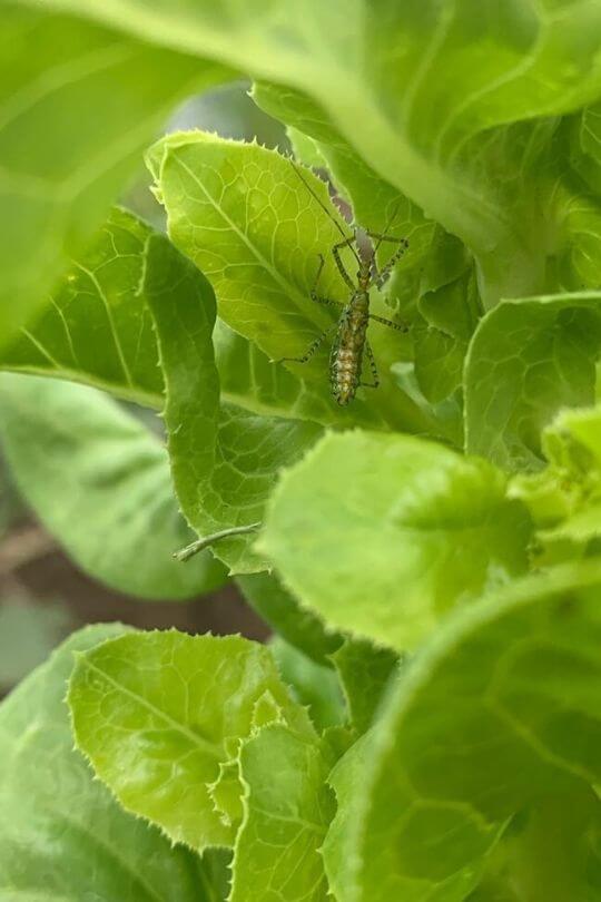 How To Get Started Growing Lettuce In Containers Gardening Chores