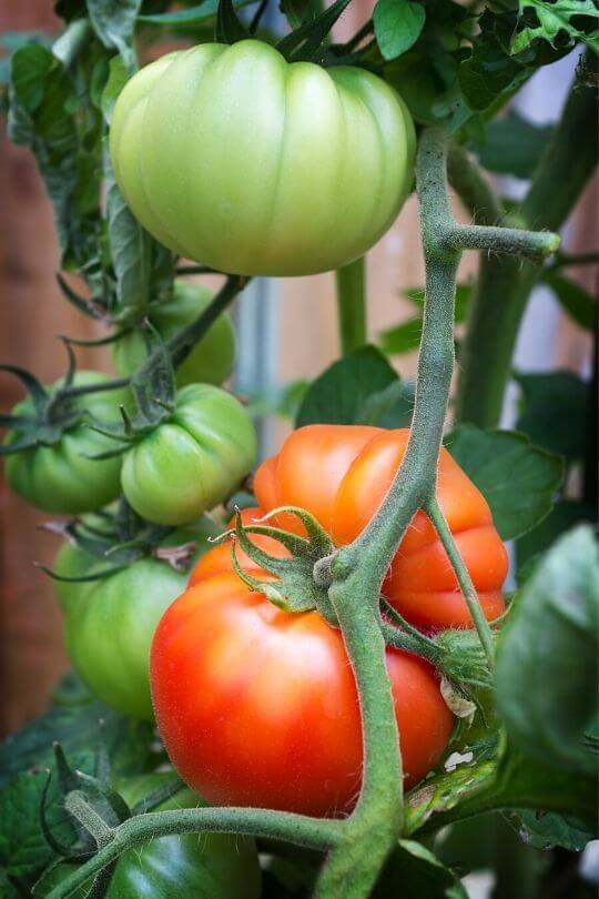 18 Of The Best Heirloom Tomato Varieties To Grow Gardening Chores