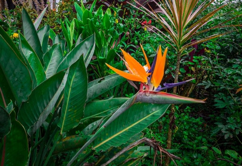 Bird of Paradise, Strelitzia Exotic tropical