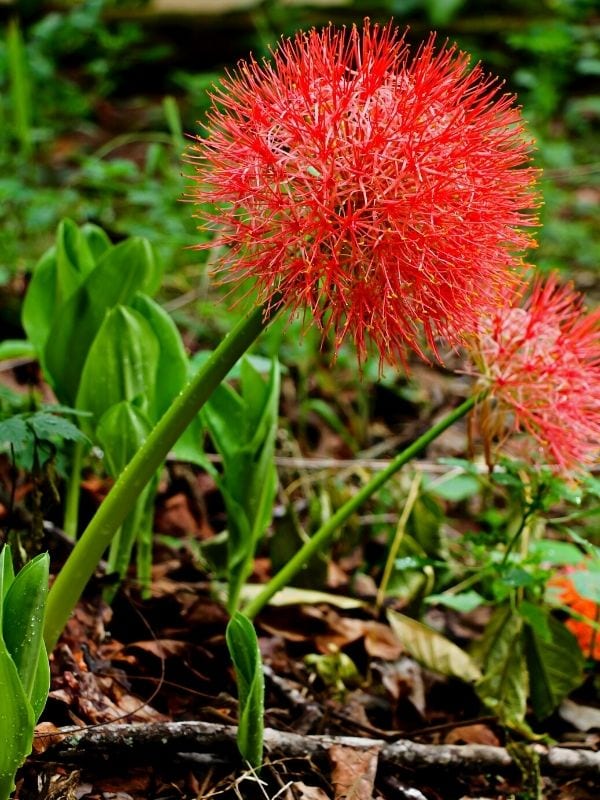 Blood lily red flower 