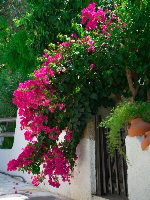 Bougainvillaea blooming 