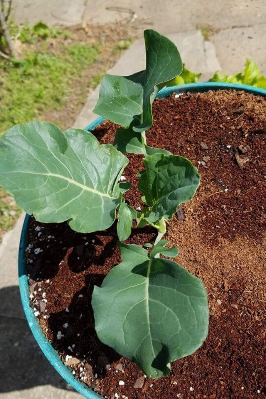 Can you grow broccoli in containers