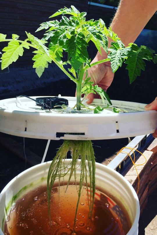 Choose a Hydroponic System