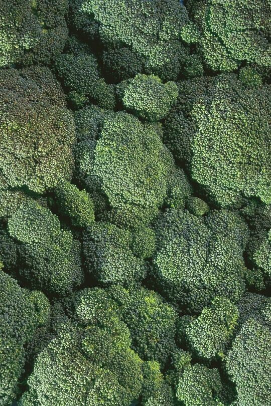 Broccoli Varieties 20 Types Of Broccoli You Can Grow Gardening Chores