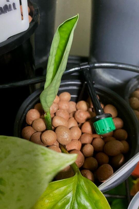 7 Different Types Of Hydroponic Systems And How They Work