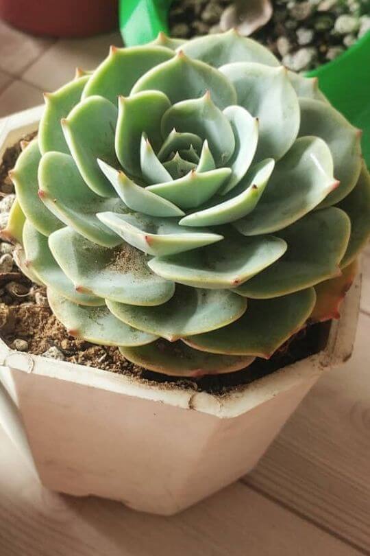 Echeveria Echeveria