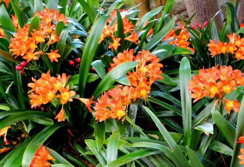 Exotic tropical Pot with clivias planted in the home gardens 