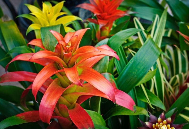 Exotic tropical bromeliads 