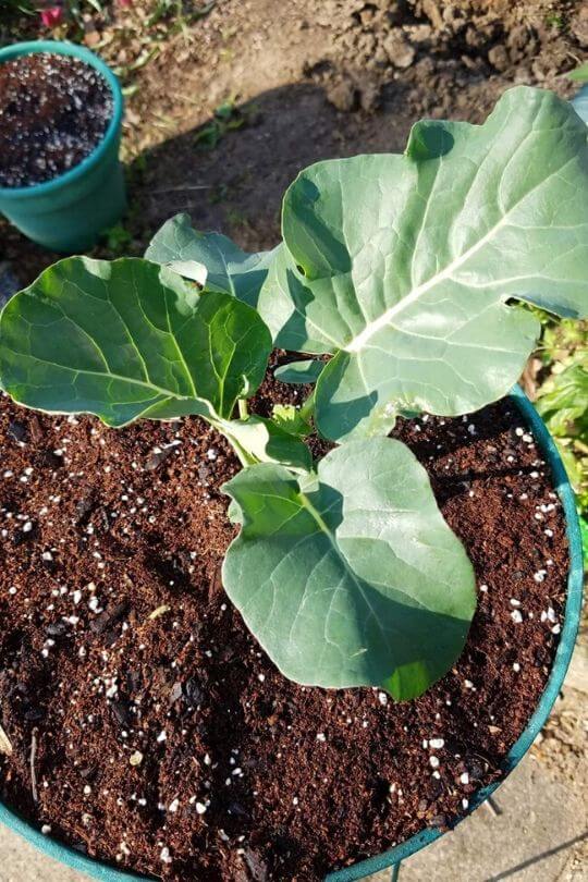 Fertilizing your broccoli (1)