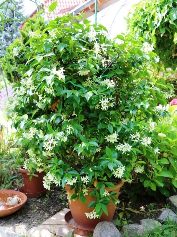 Fragrant white flowering jasmine in garden