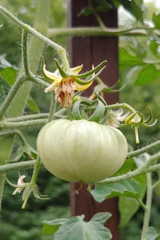 18 Of The Best Heirloom Tomato Varieties To Grow Gardening Chores