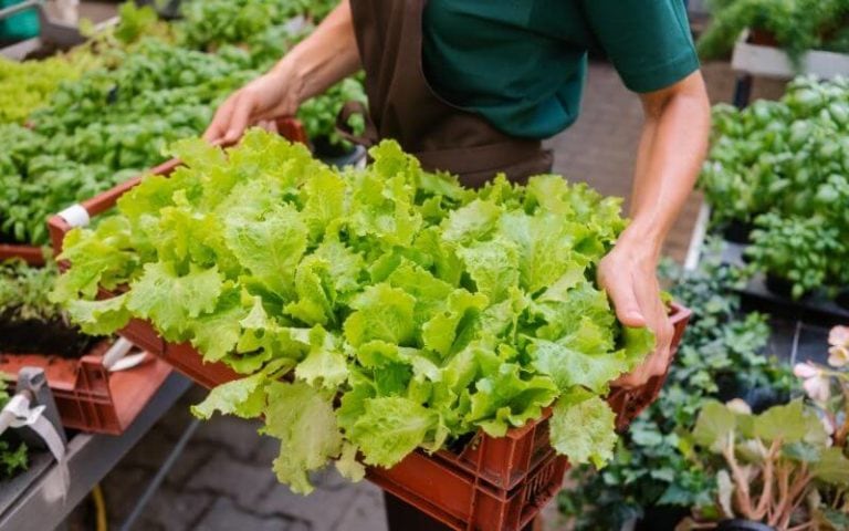 How to Get Started Growing Lettuce in Containers