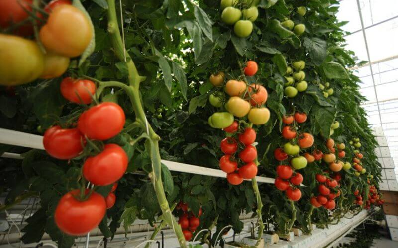 Growing Tomatoes Hydroponically
