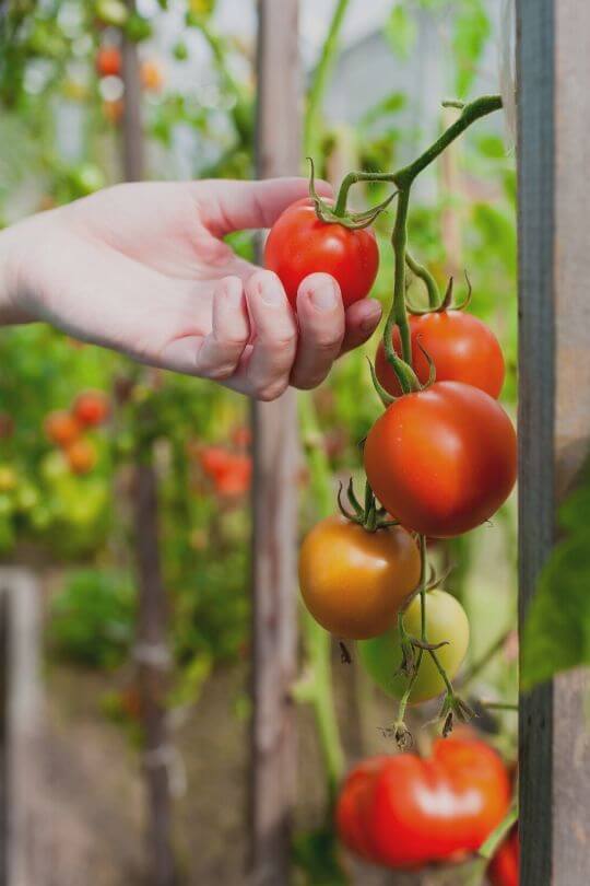 Harvest Your Tomatoes