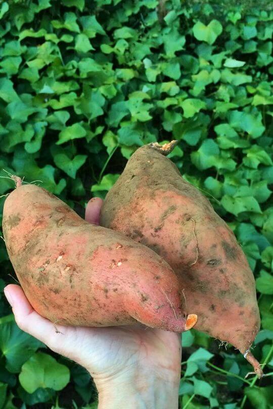 How To Grow Sweet Potatoes In Containers Gardening Chores