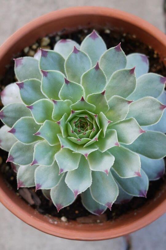 Hens and Chicks Hens and Chicks