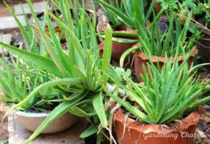 How Fast Does Aloe Vera Grow And How To Grow Them Faster?
