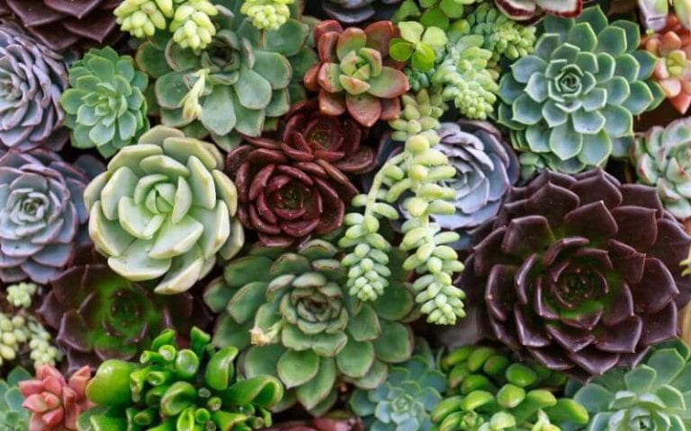 How Long do Succulents Live? Ways to Keep them Alive