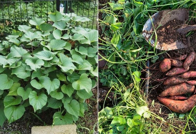 How to Grow Sweet Potatoes in Containers 1