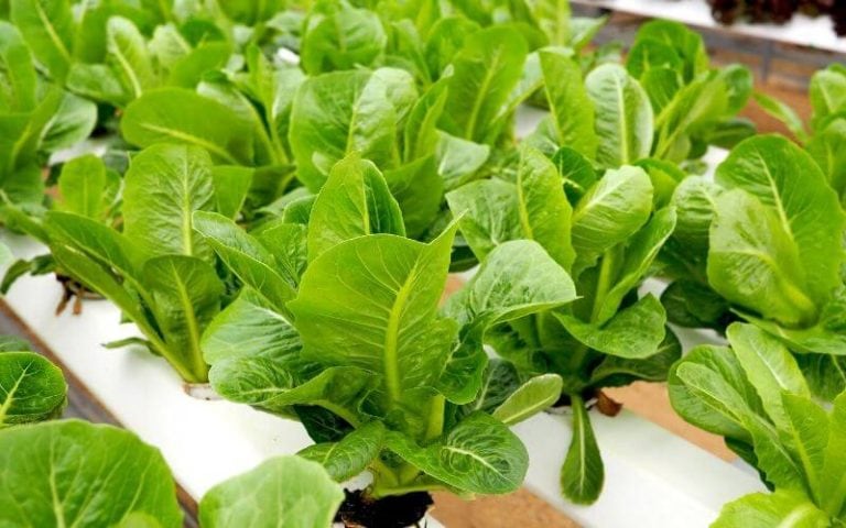No Soil, No Problem: How to Grow Hydroponic Lettuce Easily and Successfully