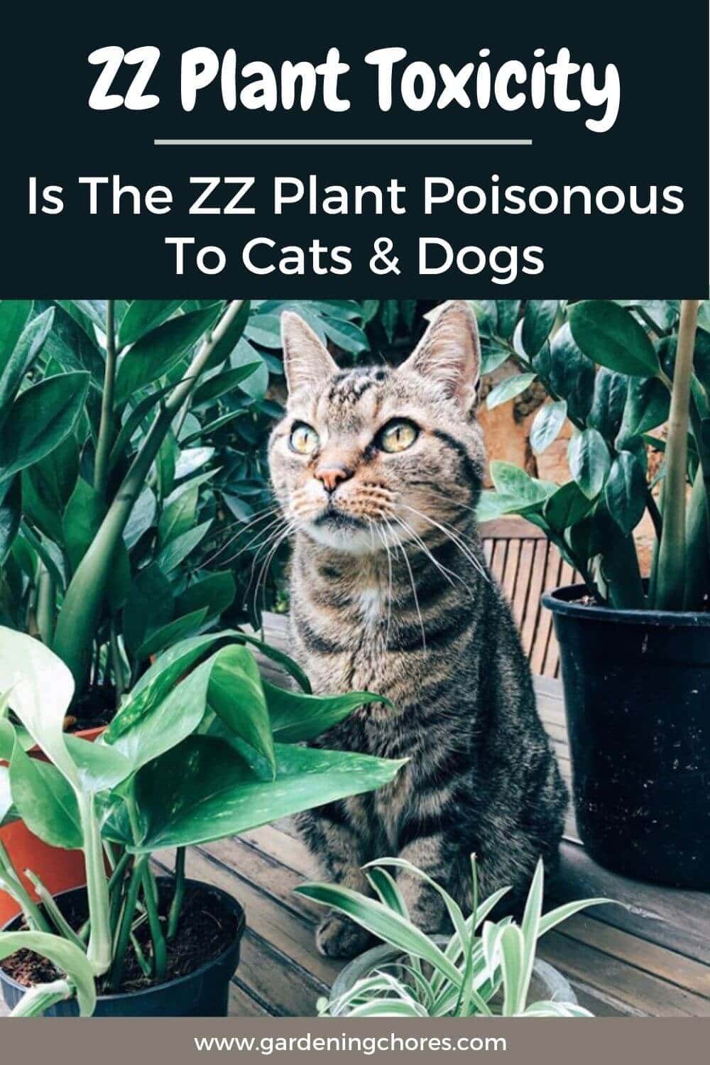 ZZ Plant Toxicity Is The ZZ Plant Poisonous To Cats, Dogs Or Children?