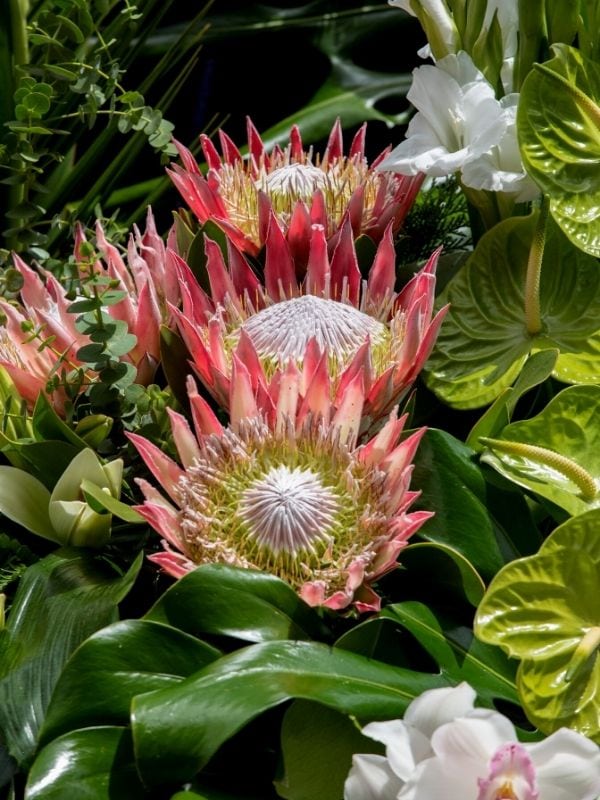 King Proteas