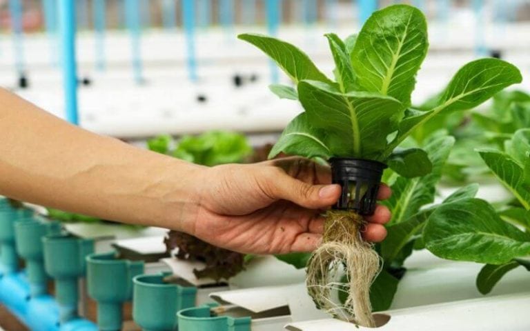 The Kratky Method: Growing With With passive hydroponic technique
