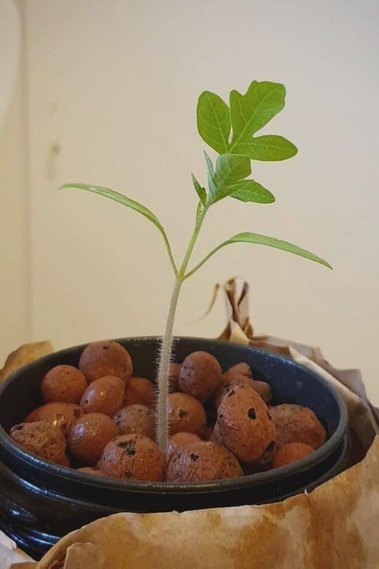 Plant the Tomato Seedlings