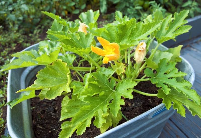 Entretien des plants de courgettes en pot