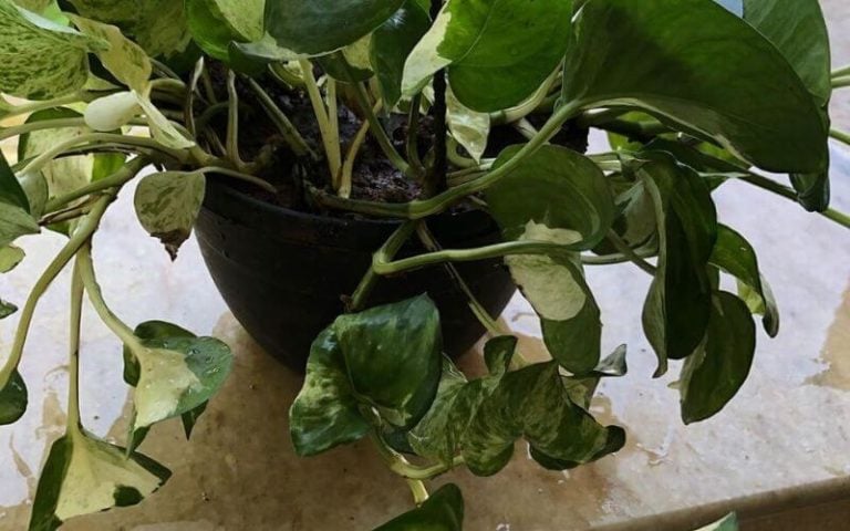 Pothos Leaves Curling