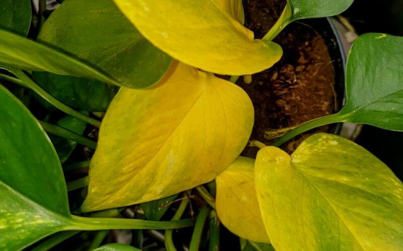 Pothos Leaves Turning Yellow