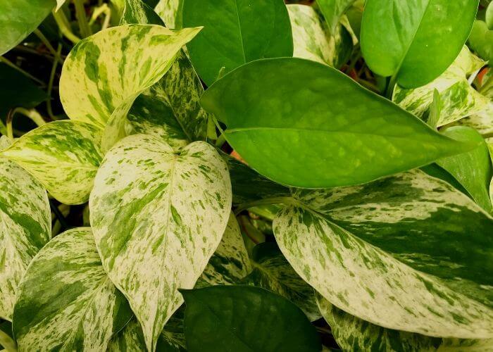 Pothos leaves turning yellow is it overwatering