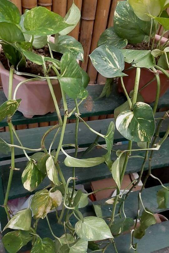 Pothos leaves turning yellow: are the leaves just old?