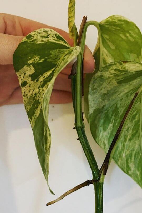 Pothos leaves turning yellow: is it bacterial leaf spot?