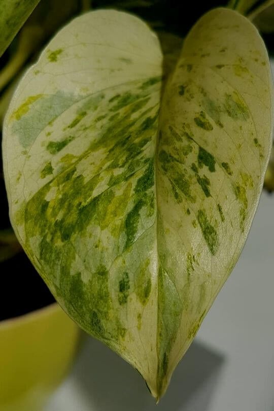 Pothos leaves turning yellow_ is it too much light?