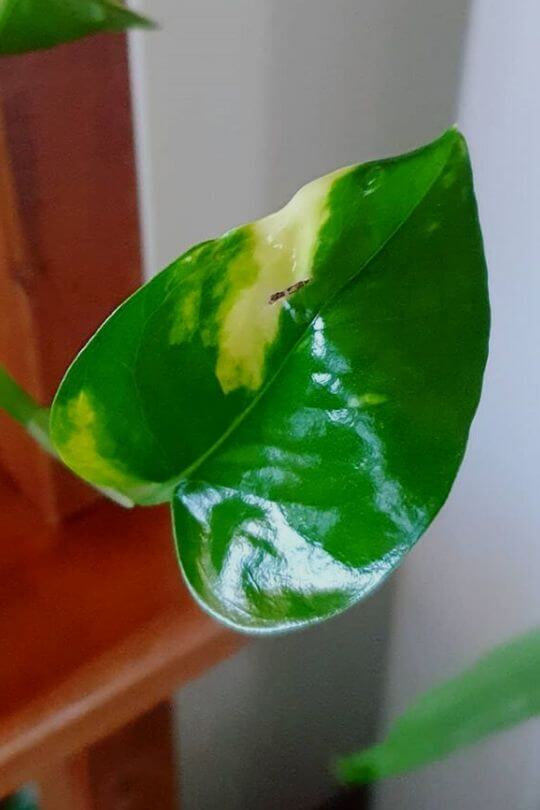 Pothos leaves turning yellow: is the feeding wrong?