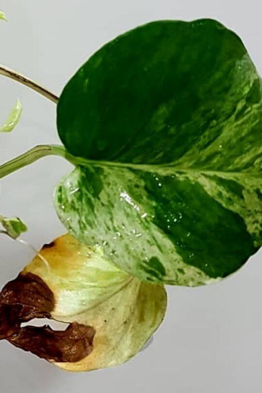 Pothos leaves turning yellow: is the temperature too hot or too cold?