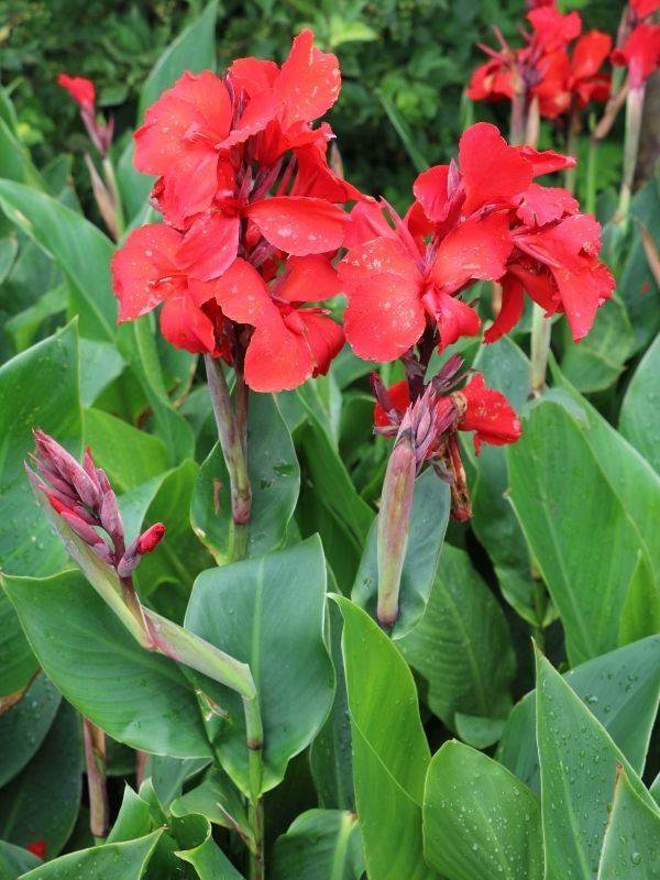 Red blooming Canna indica