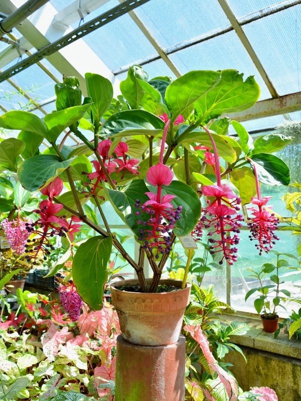 Showy Medinilla