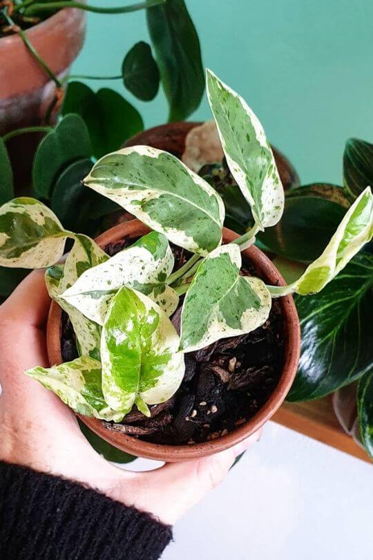 Why Are My Pothos Leaves Curling? &What To Do Gardening Chores