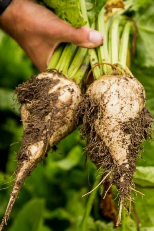 20 Best Type Of Beet Varieties To Grow Gardening Chores