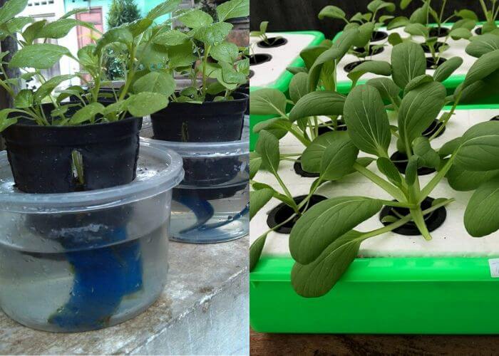 7 Different Types Of Hydroponic Systems And How They Work